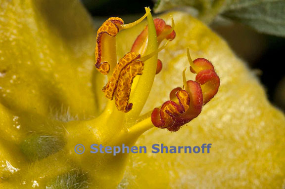 fremontodendron californicum 3 graphic